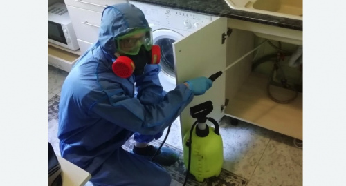 Уничтожение муравьев в квартире. Белорусская