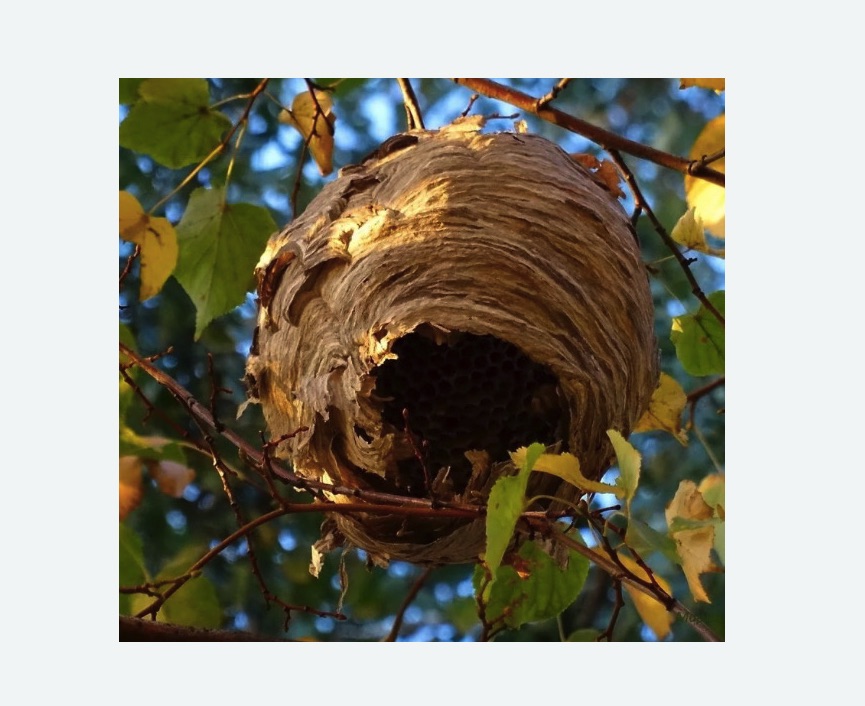 Обработка от шершней Белорусская метро Москвы