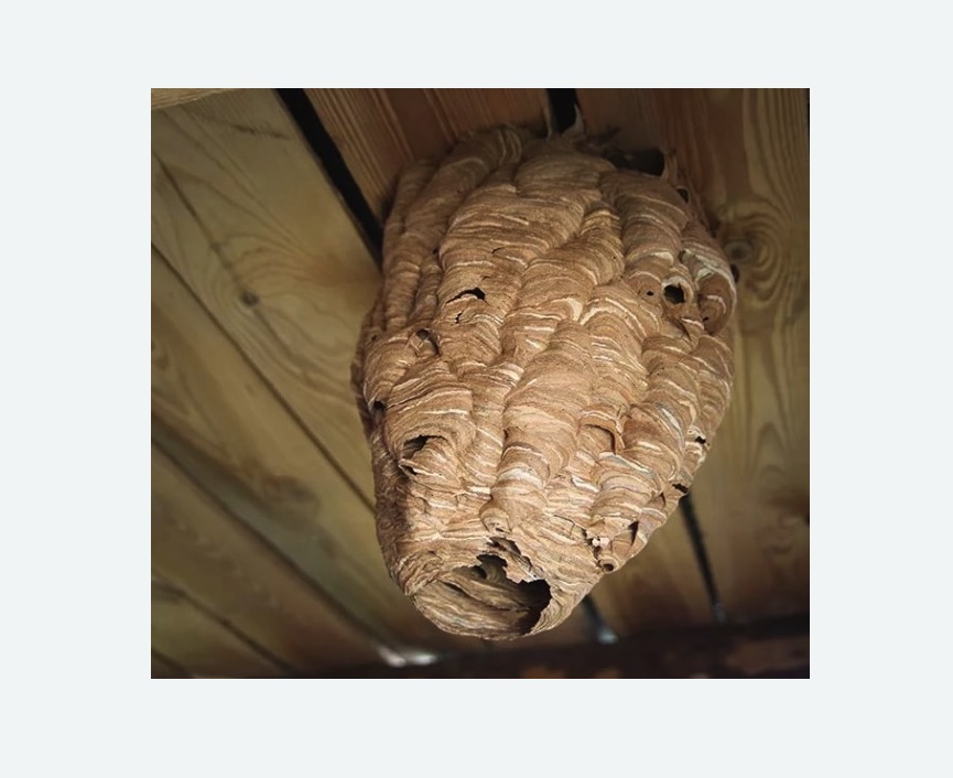 обработка от шершней Белорусская метро Москвы