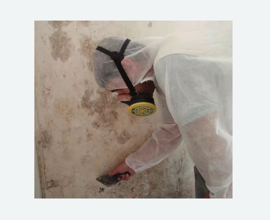 Обработка стен от плесени Обработка стен от плесени Белорусская метро Москвы