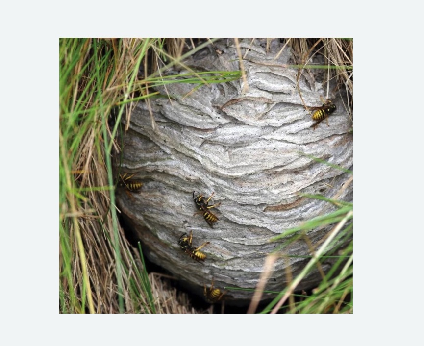 Уничтожение ос и ульев Уничтожение ос и ульев Белорусская метро Москвы