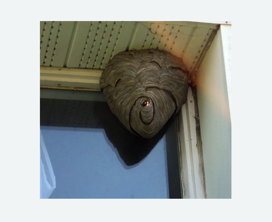 осиное гнездо на балконе осы на балконе